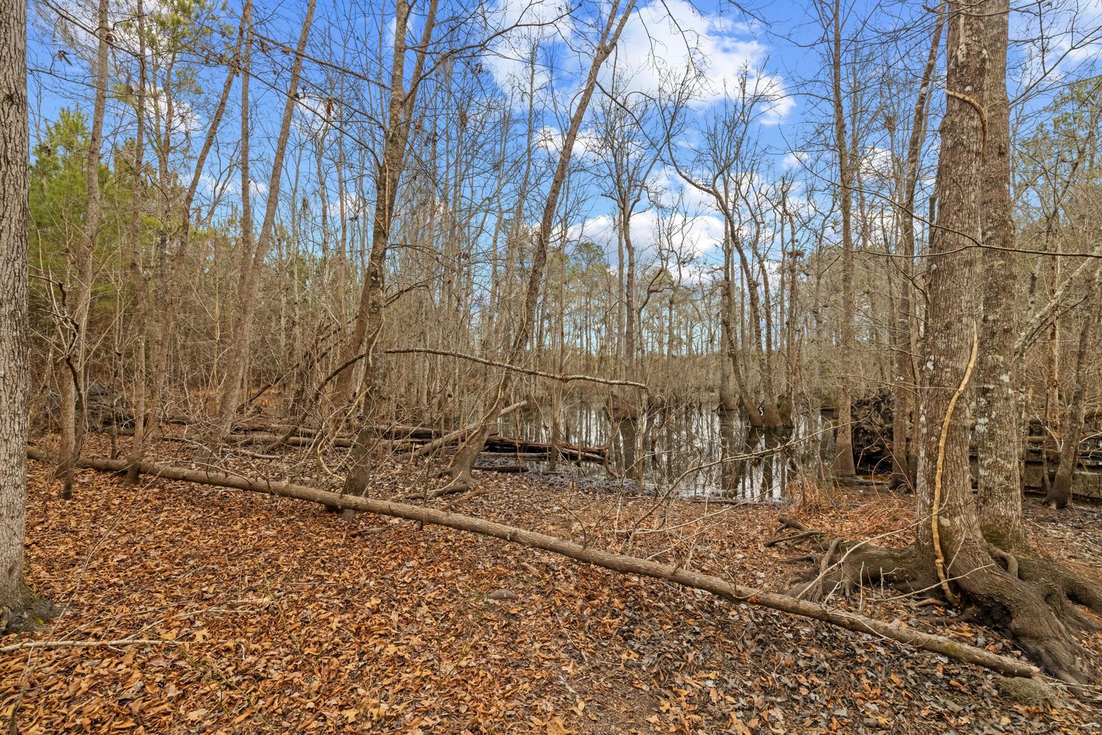 Blakely Plantation photo 10