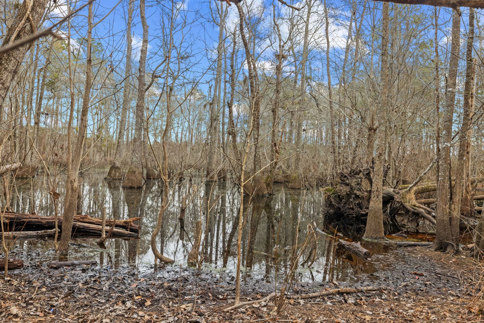 Blakely Plantation photo 11